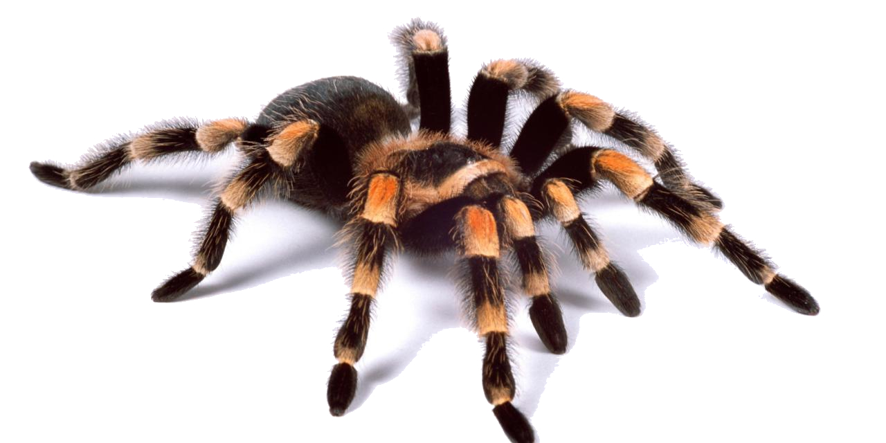 Tarantula